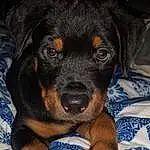 Dog, Carnivore, Dog breed, Companion dog, Whiskers, Snout, Rottweiler, Working Animal, Beaglier, Comfort, Working Dog, Canidae, Terrestrial Animal, Puppy, Electric Blue, Austrian Black And Tan Hound, Guard Dog