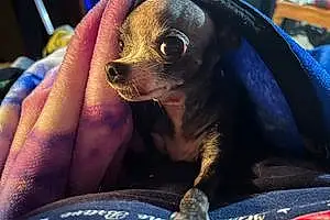 Name Chihuahua Dog Pebbles