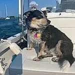 Dog, Sky, Boat, Water, Collar, Carnivore, Dog breed, Companion dog, Naval Architecture, Watercraft, Snout, Leash, Boats And Boating--equipment And Supplies, Working Animal, Furry friends, Dog Collar, Ship, Water Transportation, Working Dog