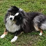Dog, Dog breed, Carnivore, Grass, Companion dog, Terrestrial Animal, Snout, Herding Dog, Furry friends, Canidae, German Spitz Klein, Working Dog, Toy Dog, Plant, Non-sporting Group