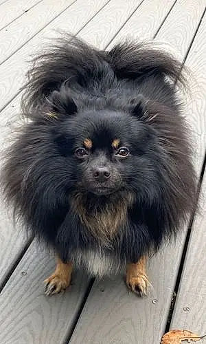 Name Pomeranian Dog Momo