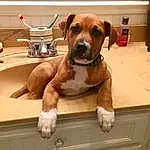 Dog, Tap, Dog breed, Plumbing Fixture, Sink, Fluid, Carnivore, Liver, Working Animal, Companion dog, Fawn, Pet Supply, Snout, Plumbing, Wood, Dog Collar, Water, Bathroom, Cabinetry