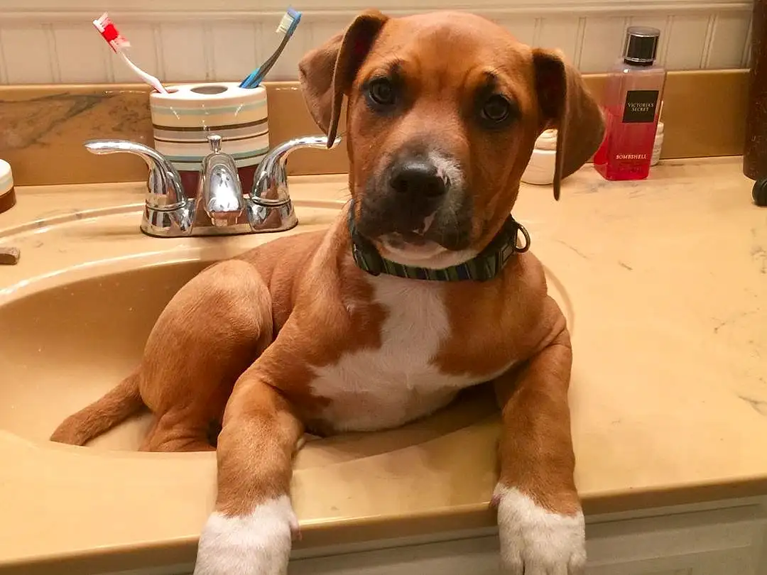 Dog, Tap, Dog breed, Plumbing Fixture, Sink, Fluid, Carnivore, Liver, Working Animal, Companion dog, Fawn, Pet Supply, Snout, Plumbing, Wood, Dog Collar, Water, Bathroom, Cabinetry