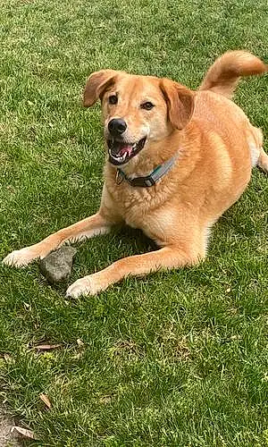 Name Labrador Retriever Dog Comet