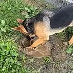 Dog, Plant, Dog breed, Carnivore, Fawn, Grass, Snout, Terrestrial Animal, Groundcover, Terrestrial Plant, Canidae, Soil, Tail, Working Animal, Working Dog, Herbaceous Plant