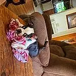 Couch, Picture Frame, Furniture, Comfort, Goggles, Textile, Wood, Living Room, Sunglasses, Fawn, Hardwood, Eyewear, Toy, Studio Couch, House, Companion dog, Magenta, Linens
