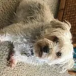 Dog, Dog breed, Carnivore, Dog Supply, Companion dog, Toy Dog, Working Animal, Snout, Small Terrier, Terrier, Furry friends, Canidae, Biewer Terrier, Maltepoo, Schnauzer, Yorkipoo, Paw, Non-sporting Group