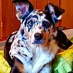 Dog, Carnivore, Dog breed, Companion dog, Whiskers, Snout, Working Animal, Furry friends, Door, Texas Heeler, Working Dog, Grass, Toy Dog, Canidae