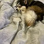 Dog, Felidae, Comfort, Dog breed, Carnivore, Small To Medium-sized Cats, Fawn, Whiskers, Companion dog, Snout, Tail, Linens, Working Animal, Paw, Furry friends, Bedding, Canidae, Duvet, Domestic Short-haired Cat