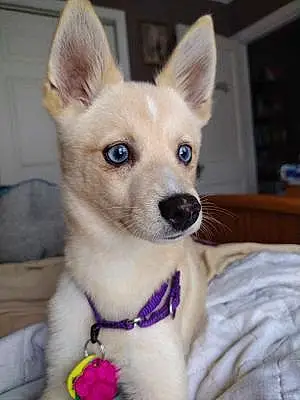 Name Alaskan Klee Kai Dog Foxy
