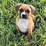 Dog, Plant, Dog breed, Carnivore, Grass, Fawn, Companion dog, Snout, Whiskers, Terrestrial Animal, Groundcover, Puggle, Working Animal, Canidae, Toy Dog, Molosser, Ancient Dog Breeds, Non-sporting Group, Working Dog