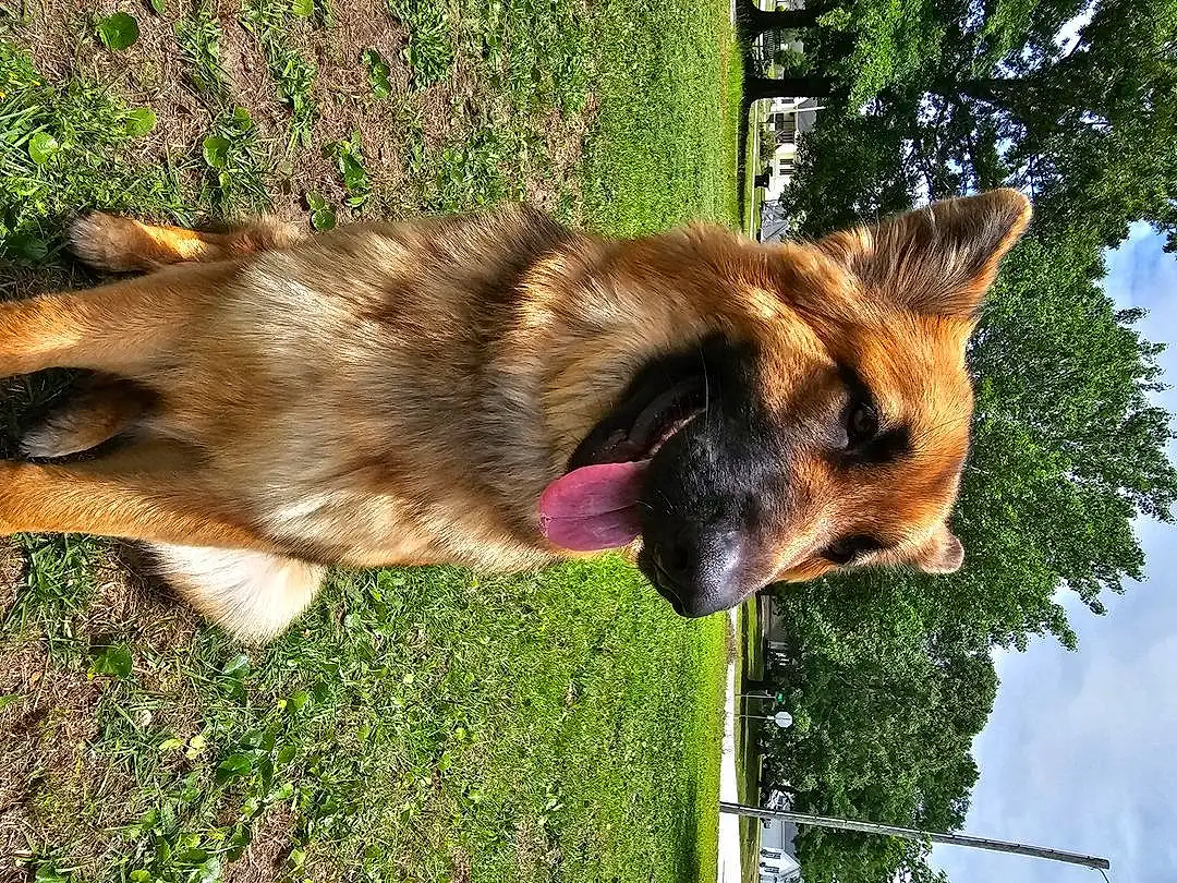 Dog, Dog breed, Carnivore, Tree, Fawn, Sky, Companion dog, Collar, Snout, Old German Shepherd Dog, German Shepherd Dog, Grass, Pet Supply, Cloud, King Shepherd, Canidae, Plant, Herding Dog, Canis