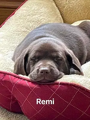 Name Labrador Retriever Dog Remi
