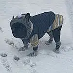 Snow, Dog, Dog Clothes, Dog breed, Dog Supply, Carnivore, Sleeve, Freezing, Snout, Water, Tail, Sportswear, Winter, Canidae, Electric Blue, Working Animal, Companion dog, Personal Protective Equipment, Furry friends