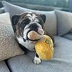 Dog, Carnivore, Dog breed, Ball, Fawn, Companion dog, Toy, Collar, Snout, Bulldog, Comfort, Whiskers, Tennis Ball, Canidae, Paw, Wrinkle, Terrestrial Animal, Toy Dog, Tail