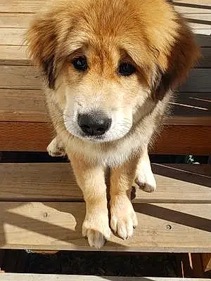 Tibetan Mastiff Dog Yuna