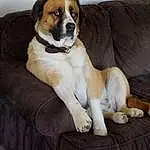 Dog, Carnivore, Fawn, Companion dog, Couch, Comfort, Collar, Dog breed, Bored, Tail, Beaglier, Working Animal, Paw, Canidae, Sleeper Chair, Working Dog, Non-sporting Group, Ancient Dog Breeds, Puppy