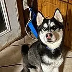 Dog, Carnivore, Dog breed, Cabinetry, Sled Dog, Companion dog, Door, Snout, Collar, Working Animal, Dog Supply, Tail, Furry friends, Whiskers, Fashion Accessory, Leash, Working Dog, Canidae, Canis