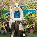 Plant, Flower, Dog, Flowerpot, Carnivore, Rabbit, Pink, Grass, Tire, Fawn, Working Animal, Hare, Companion dog, Dog breed, Houseplant, Rabbits And Hares, Lawn, Event