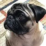 Pug, Head, Dog, Eyes, Carnivore, Dog breed, Fawn, Whiskers, Companion dog, Wrinkle, Snout, Toy Dog, Terrestrial Animal, Canidae, Furry friends, Dog Collar, Pet Supply, Working Animal, Ancient Dog Breeds