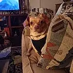 Television, Comfort, Cable Television, Wood, Television Set, Picture Frame, Companion dog, Entertainment Center, Display Device, Couch, Home Appliance, Fun, Led-backlit Lcd Display, Room, Dog breed, Selfie, Wrinkle, Flesh, Linens, Furry friends