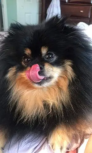 Name Pomeranian Dog Ryker