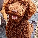 Dog, Water Dog, Dog breed, Carnivore, Companion dog, Poodle, Working Animal, Liver, Smile, Snout, Terrier, Canidae, Furry friends, Dog Collar, Terrestrial Animal, Non-sporting Group, Poodle Crossbreed, Hunting Dog, Standard Poodle