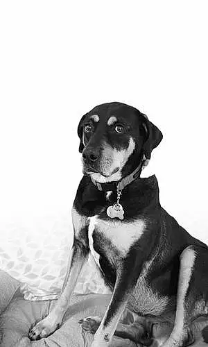 Black & White Dog Mara