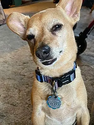 Name Chihuahua Dog Tito