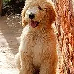 Dog, Plant, Water Dog, Dog breed, Carnivore, Companion dog, Fawn, Poodle, Snout, Working Animal, Terrier, Tail, Furry friends, Canidae, Toy Dog, Terrestrial Animal, Labradoodle, Maltepoo, Non-sporting Group
