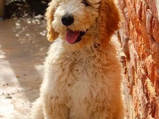 Dog, Plant, Water Dog, Dog breed, Carnivore, Companion dog, Fawn, Poodle, Snout, Working Animal, Terrier, Tail, Furry friends, Canidae, Toy Dog, Terrestrial Animal, Labradoodle, Maltepoo, Non-sporting Group