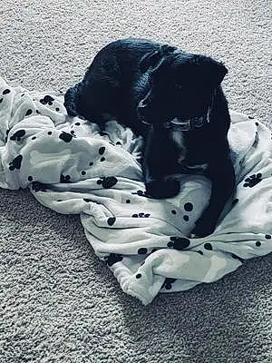 Black & White Labrador Retriever Dog Brody