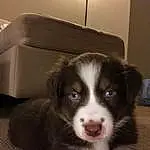 Dog, Carnivore, Working Animal, Companion dog, Dog breed, Whiskers, Snout, Bored, Furry friends, Box, Border Collie, Shipping Box, Canidae, Terrestrial Animal