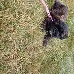 Dog, Carnivore, Dog breed, Grass, Companion dog, Liver, Tail, Terrestrial Animal, Terrier, Furry friends, Soil, Groundcover, Canidae, Working Animal, Water Dog, Non-sporting Group, Toy Dog