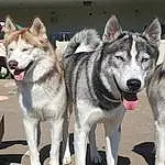 Dog, Dog breed, Carnivore, Sled Dog, Snout, Wolf, Canidae, Furry friends, Working Animal, Canis, Vehicle, Siberian Husky, Working Dog, Collar, Ancient Dog Breeds, Non-sporting Group, Art, Sulimov Dog