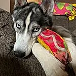 Dog, Carnivore, Dog breed, Sled Dog, Grey, Wolf, Snout, Terrestrial Animal, Whiskers, Working Animal, Furry friends, Comfort, Canis, Canidae, Working Dog, Companion dog, Pattern, Non-sporting Group, Ancient Dog Breeds