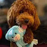 Dog, Carnivore, Toy, Dog breed, Fawn, Companion dog, Toy Dog, Liver, Dog Supply, Stuffed Toy, Furry friends, Plush, Yorkipoo, Puppy love, Labradoodle, Canidae, Poodle Crossbreed, Dog Clothes, Maltepoo