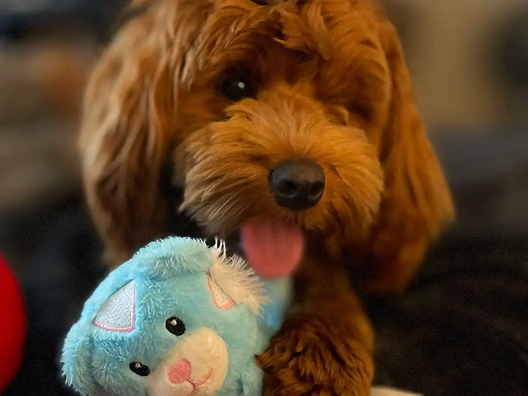 Dog, Carnivore, Toy, Dog breed, Fawn, Companion dog, Toy Dog, Liver, Dog Supply, Stuffed Toy, Furry friends, Plush, Yorkipoo, Puppy love, Labradoodle, Canidae, Poodle Crossbreed, Dog Clothes, Maltepoo