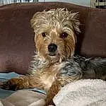 Dog, Carnivore, Companion dog, Dog breed, Toy Dog, Terrier, Snout, Comfort, Small Terrier, Working Animal, Yorkipoo, Furry friends, Canidae, Water Dog, Biewer Terrier, Liver, Maltepoo, Dog Supply, Puppy