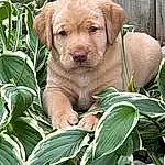 Dog, Plant, Eyes, Dog breed, Green, Carnivore, Liver, Working Animal, Grass, Fawn, Companion dog, Terrestrial Animal, Wrinkle, Snout, Terrestrial Plant, Canidae, Wood, Whiskers, Soil