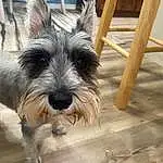 Dog, Dog breed, Carnivore, Wood, Companion dog, Toy Dog, Snout, Small Terrier, Hardwood, Wood Stain, Plank, Canidae, Terrier, Working Animal, Varnish, Biewer Terrier, Wood Flooring, Laminate Flooring