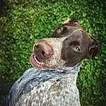 Dog, Dog breed, Carnivore, Working Animal, Whiskers, Fawn, Companion dog, Collar, Grass, Terrestrial Animal, Snout, Canidae, Furry friends, Dog Collar, Liver, Working Dog, Non-sporting Group, Hunting Dog