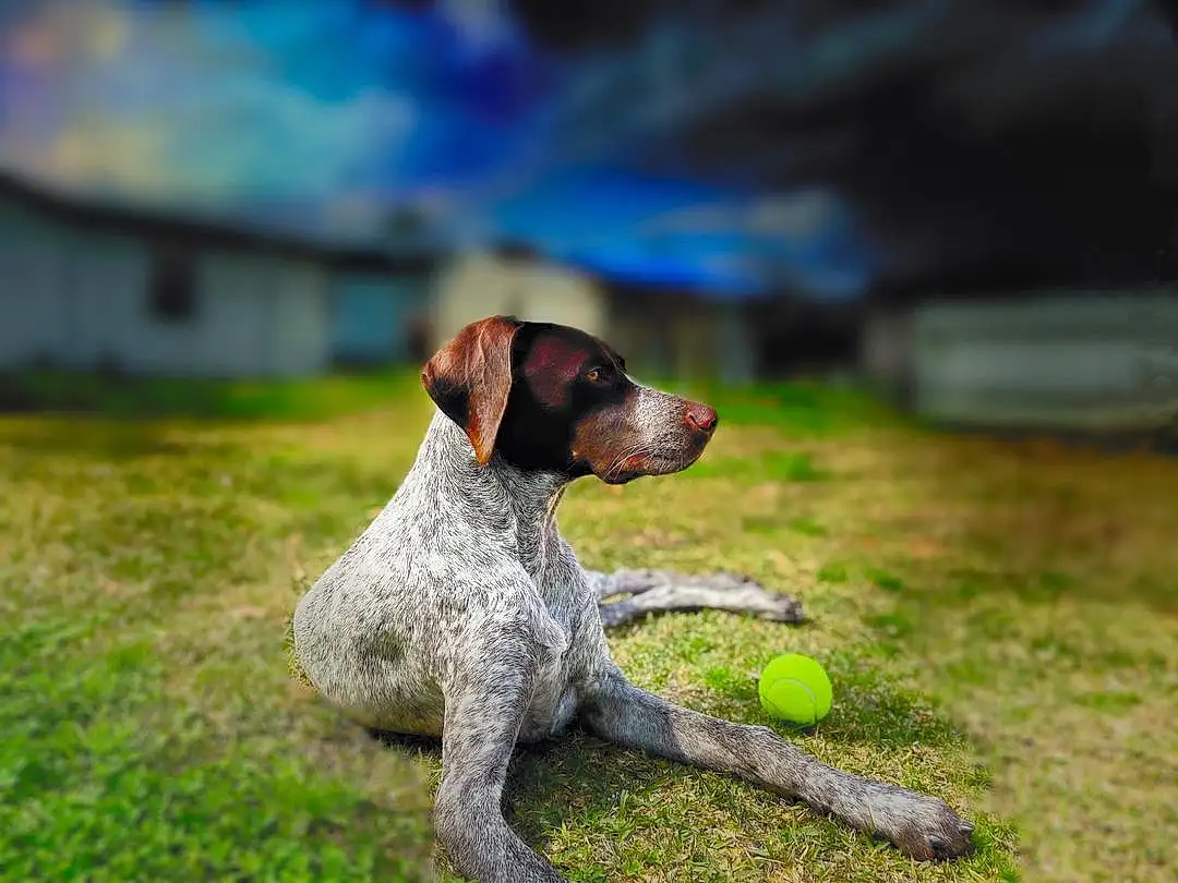 Dog, Cloud, Dog breed, Carnivore, Sky, Tennis Ball, Grass, Ball, Companion dog, Lawn, Sports Equipment, Terrier, Landscape, Soil, Wood, Pointing Breed, Plant, Water, Canidae