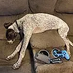 Dog, Comfort, Carnivore, Dog breed, Grey, Collar, Dog Supply, Fawn, Couch, Wood, Working Animal, Pet Supply, Dog Collar, Companion dog, Linens, Sighthound, Tail, Toy Dog