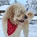 Dog, Snow, Carnivore, Dog breed, Collar, Dog Collar, Water Dog, Companion dog, Dog Supply, Toy Dog, Snout, Poodle, Working Animal, Terrier, Furry friends, Winter, Goldendoodle, Pet Supply, Small Terrier