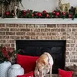 Property, White, Dog, Interior Design, Plant, Grey, Living Room, Red, Fawn, Wood, House, Carnivore, Rectangle, Companion dog, Studio Couch, Building, Ornament, Christmas Decoration