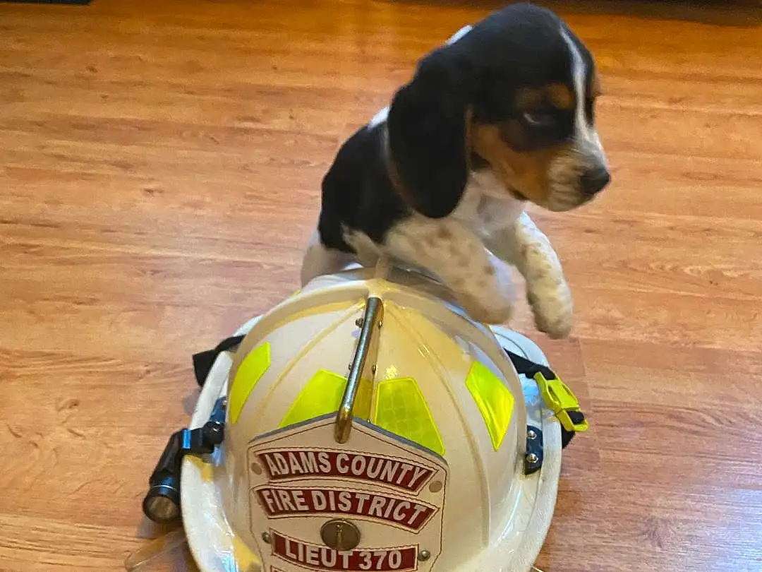 Dog, Dog breed, Carnivore, Pet Supply, Companion dog, Ball, Wood, Working Animal, Snout, Hardwood, Personal Protective Equipment, Dog Supply, Soccer Ball, Sports Toy, Collar, Football, Hound, Scent Hound