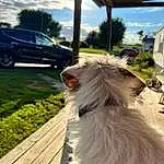 Sky, Dog, Plant, Cloud, Wheel, Dog breed, Carnivore, Tree, Fawn, Companion dog, Tire, Wood, Car, Vehicle, Whiskers, Grass, Tail, Furry friends, Canidae