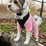 Dog, Dog Supply, Dog Clothes, Carnivore, Dog breed, Grass, Fence, Collar, Fawn, Toy Dog, Companion dog, Dog Collar, Mesh, Leash, Pet Supply, Working Animal, Small Terrier, Terrier, Tail