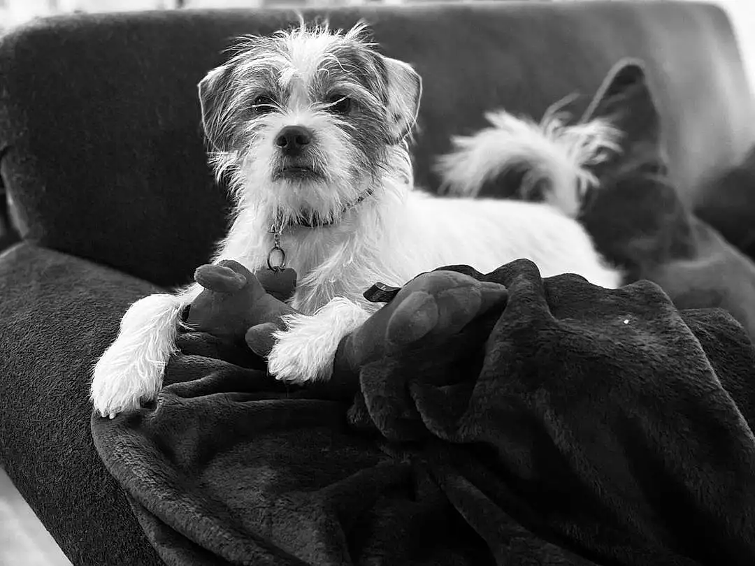 Dog, Black, Dog breed, Comfort, Carnivore, Dog Supply, Style, Black-and-white, Companion dog, Toy Dog, Snout, Monochrome, Black & White, Window, Working Animal, Terrier, Small Terrier, Pet Supply, Furry friends